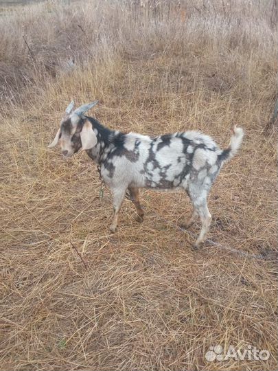 Англо нубийский козлик