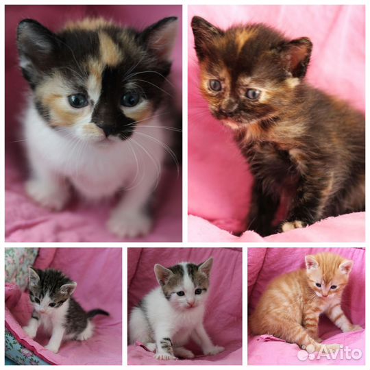 Котята в добрые руки бесплатно