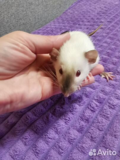 Сиамские крысята дамбо