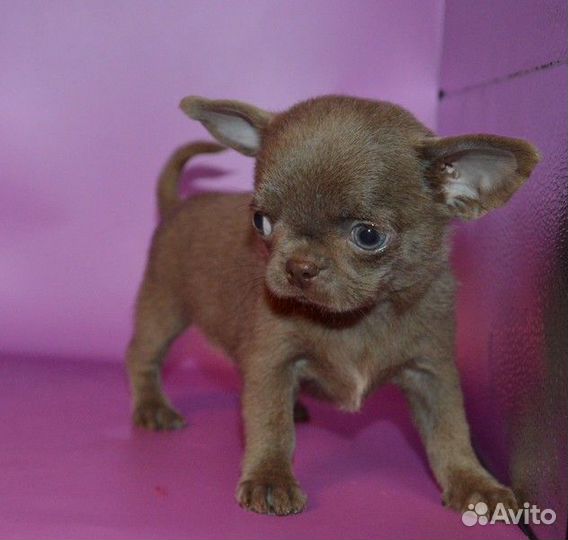 Лиловые мальчишки, есть и девочки, к/ш и д/ш