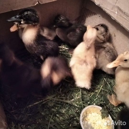 Утята. Взрослые утки