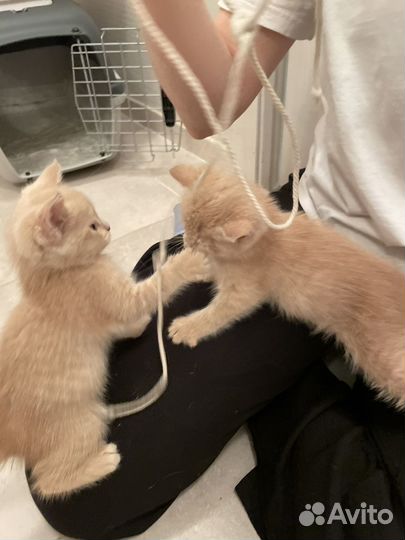 Котята персиковые рыжые в добрые руки