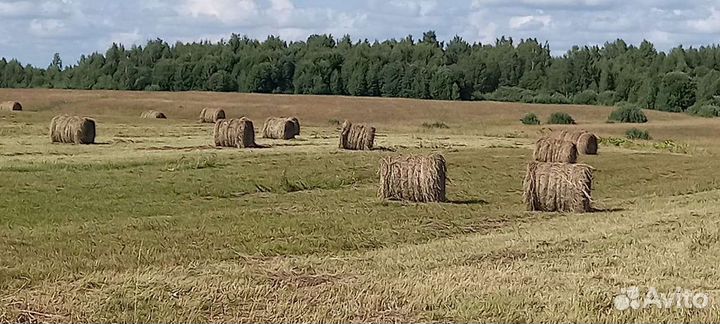 Сено в рулонах