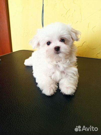 Мальтезе девочки и мальчик