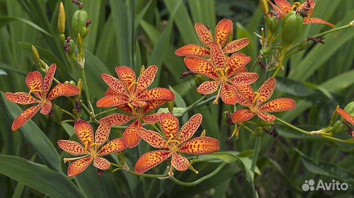 Беламканда тигровая