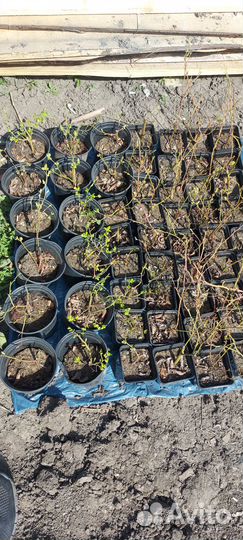 Саженцы голубики