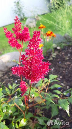 Астильба красная