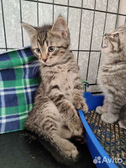 Котёнок мальчик в добрые руки