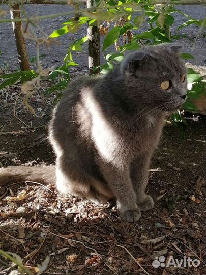 Котята в добрые руки от шотландский вислоухой