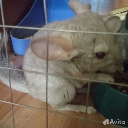 Шиншиллята 3 месяца