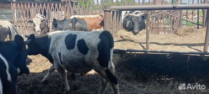 Бычки и быки