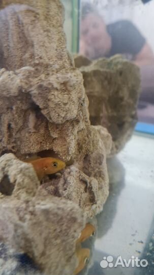 Цихлиды лабидохромис еллоу