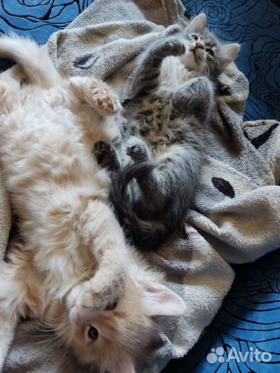 Котëнок, в добрые руки, девочка