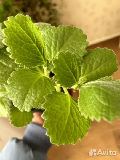 Мята домашняя