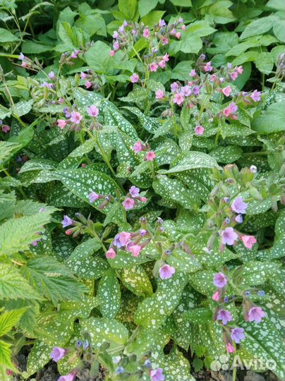 Медуница пёстролистная