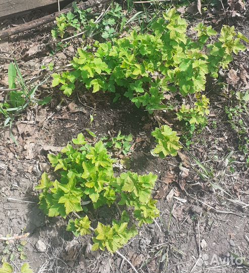 Смородина Селеченская