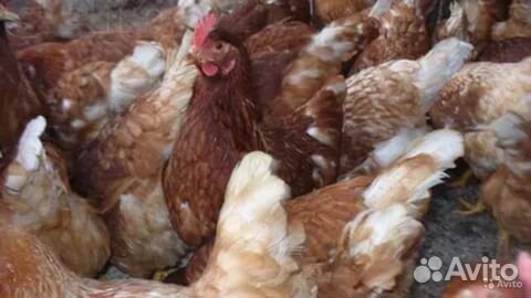 Куры Несушки Молодняк