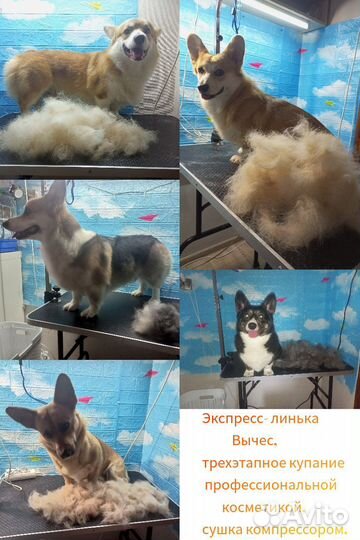 Груминг корги, грумер, стрижки собак и кошек