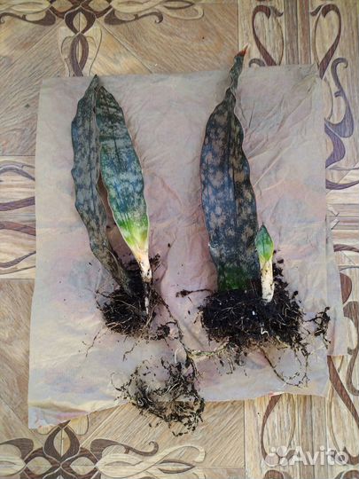 Сансевиерии Стар каньон гранит, Йелоу стоун