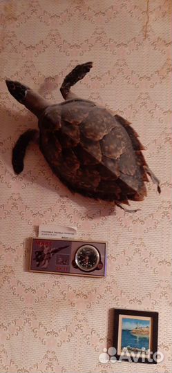 Морская черепаха. Чучело