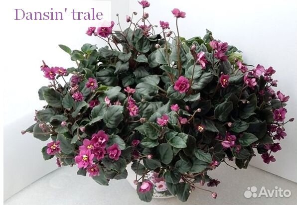 Детки, стартеры, головы и листики сортовых фиалок