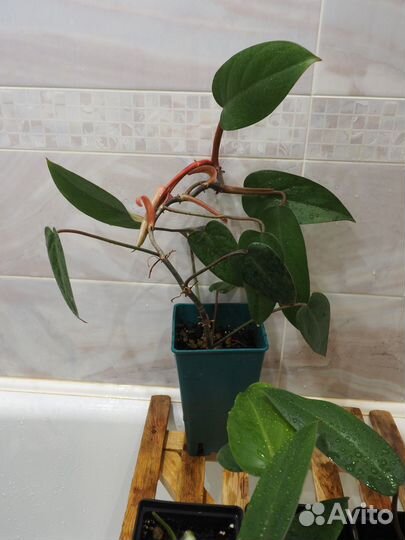 Филодендрон краснеющий
