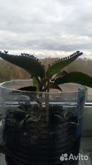 Каланхоэ с детками - лечебное растение