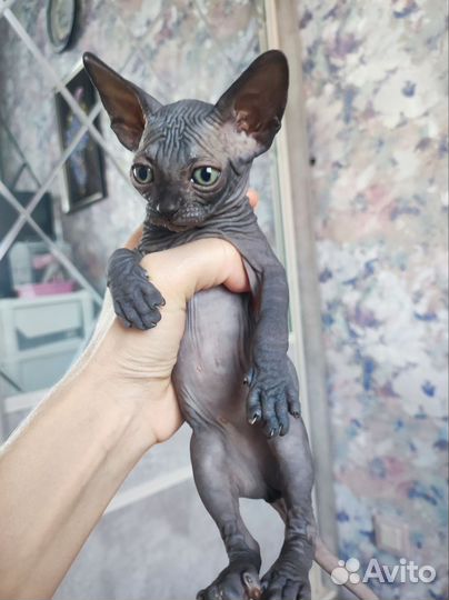 Канадский сфинкс