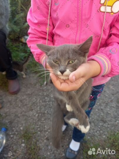 Котята в добрые руки бесплатно