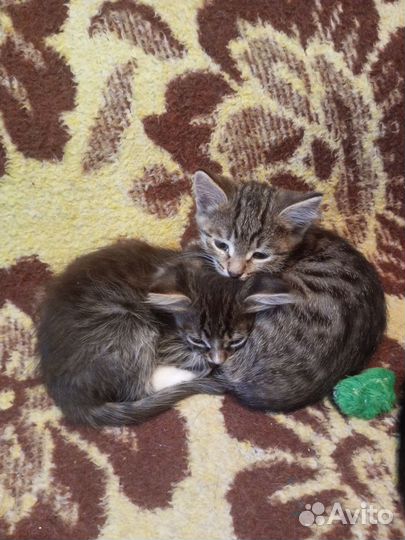 Кошки бесплатно