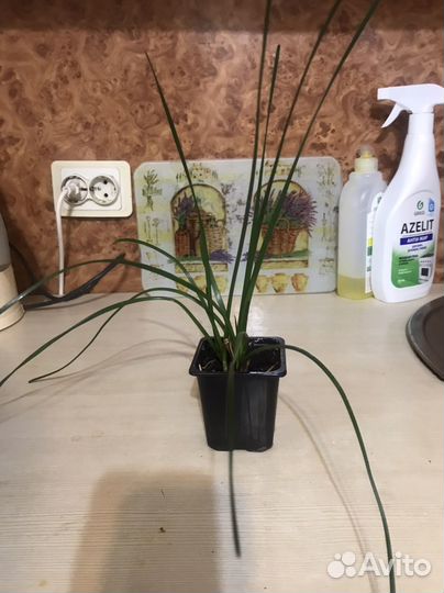 Зефирантес луковицы