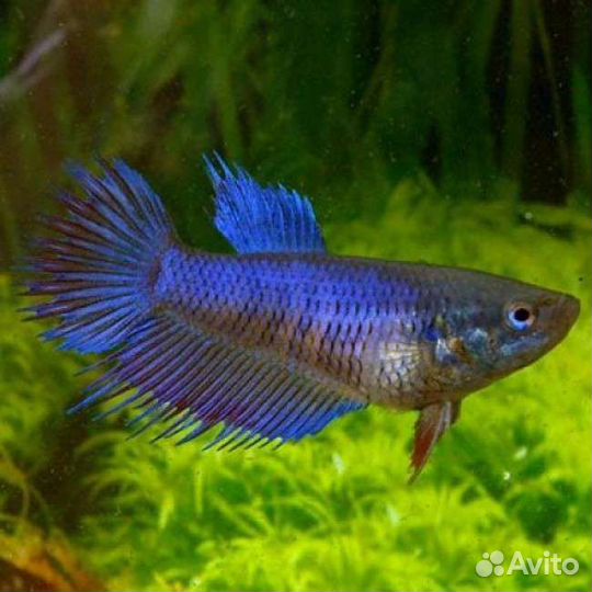 Рыбка петушок