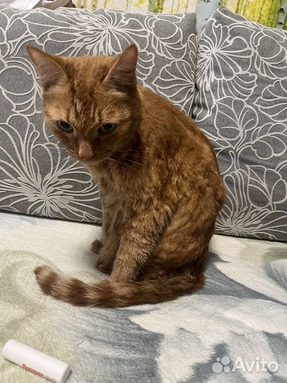 Кот потеряшка