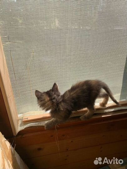 Отдам в добрые руки маленькую пушинку)