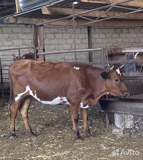 Продаются стельные телки