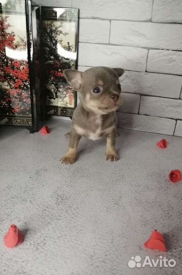 Щенки чихуахуа