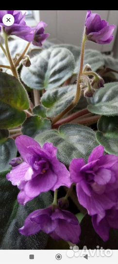 Фиалка (сенполия)