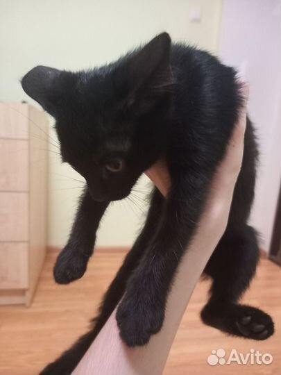 Заберите их пожалуйстааа