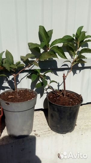 Гортензия метельчатая Ванилла Фрайз, саженцы