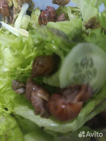 Ахатинская улитка