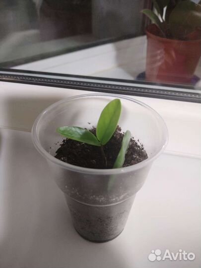 Замиокулькас