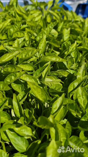 Баклажан рассада, капуста, помидоры, перец