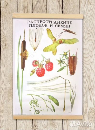 Ботанические плакаты с растениями СССР