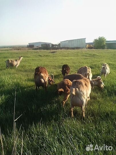 Альпийские козы и козлы