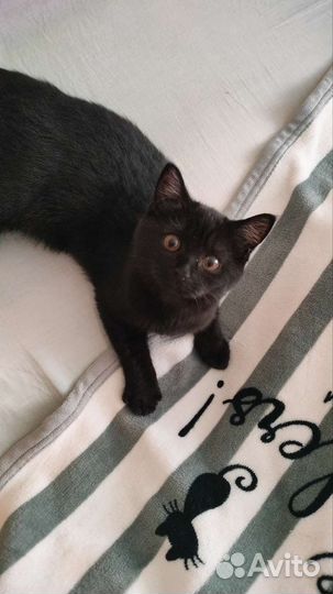 Британская кошечка