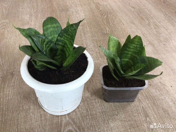 Тещин язык (Сансевиерия)