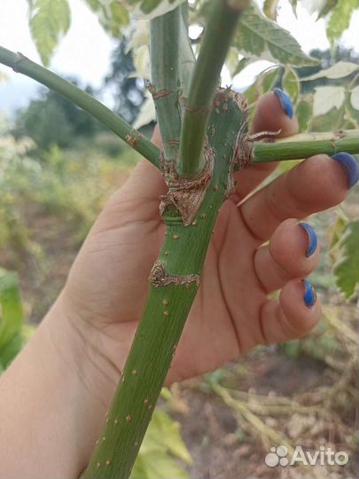 Клён фламинго