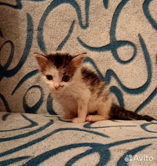 Кот, котёнок, мальчик