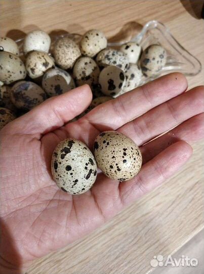 Яйца перепелиные домашние
