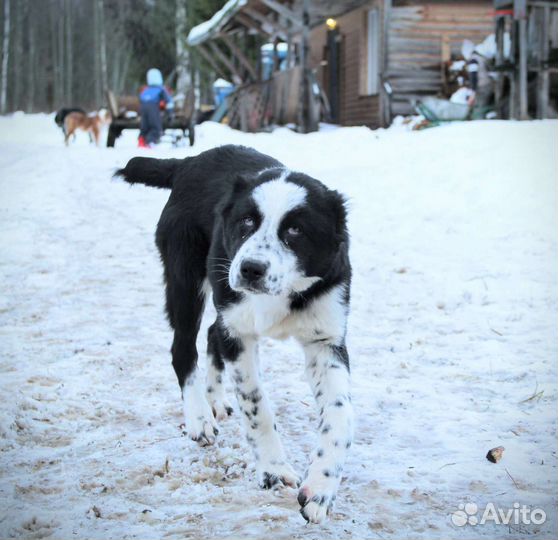Среднеазиатская овчарка алабай щенки